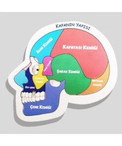 Moonbeavers Kafanın Yapısı Eğitici Öğretici Geliştirici Ahşap Sağlıklı Oyuncak