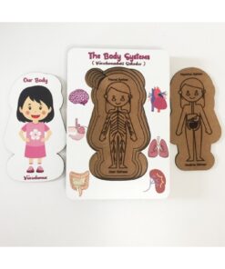 Moonbeavers Vücudumuz Sistemleri -Erkek Eğitici Öğretici Geliştirici Boyanabilir Ahşap Sağlıklı Oyuncak