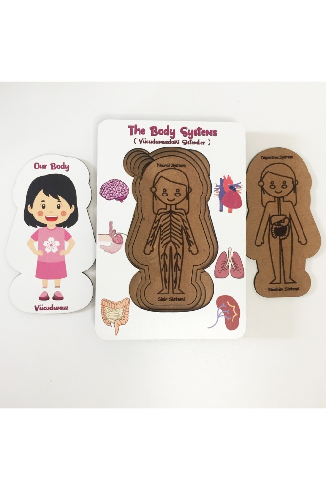 Moonbeavers Vücudumuz Sistemleri -Erkek Eğitici Öğretici Geliştirici Boyanabilir Ahşap Sağlıklı Oyuncak